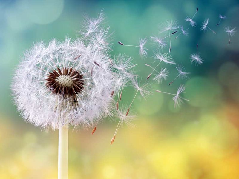 allergie respiratorie
