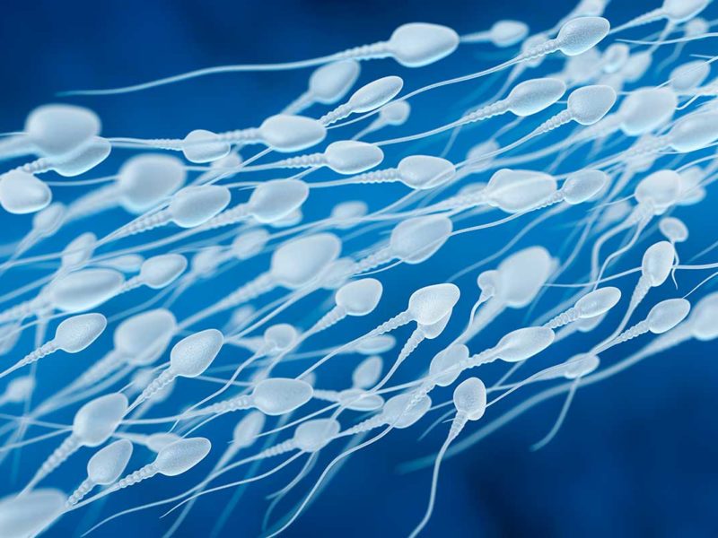 preservazione della specie